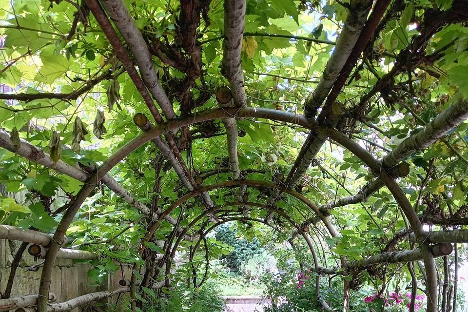 Vine tunnel with dappled sun