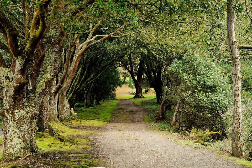 Ilex River Walk