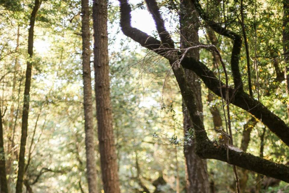 Peaceful woodland memories