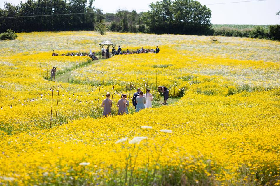 Wildflowers in yellow