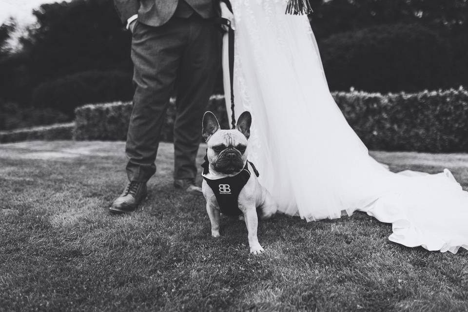 Dog friendly weddings