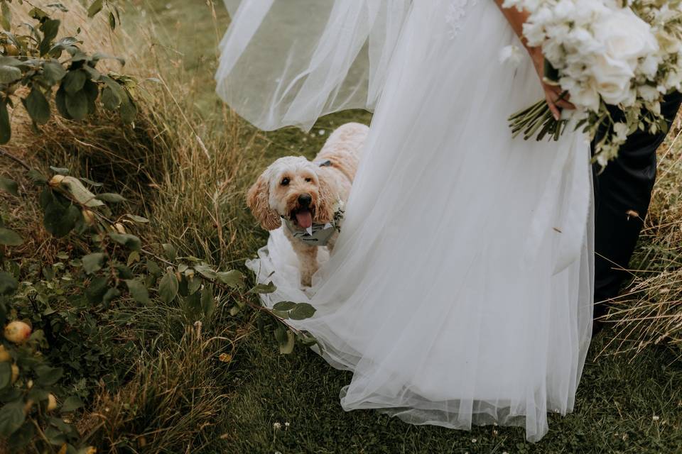 Dog friendly weddings