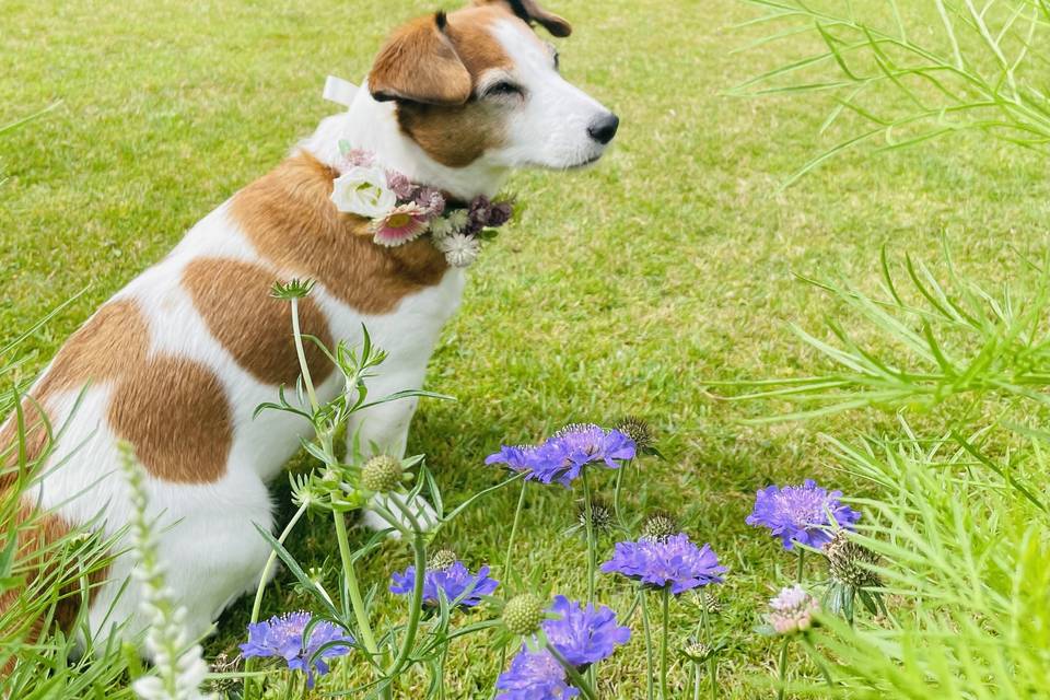 Floral dog collar