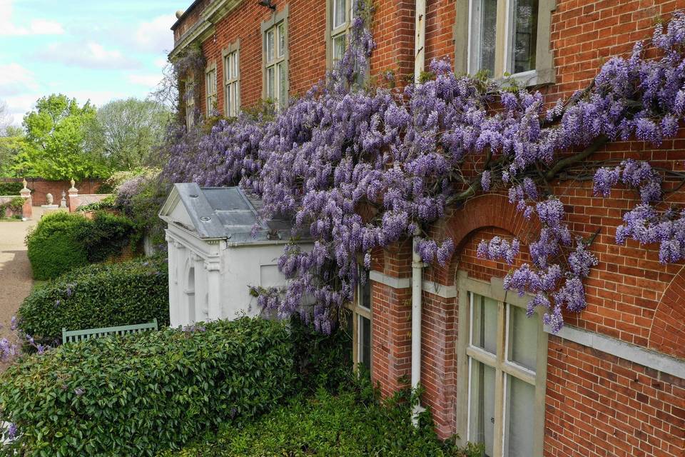 Wisteria flowers