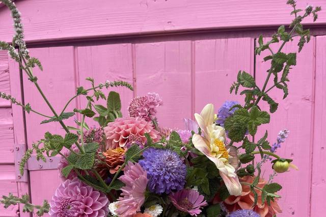 Colourful British dahlias