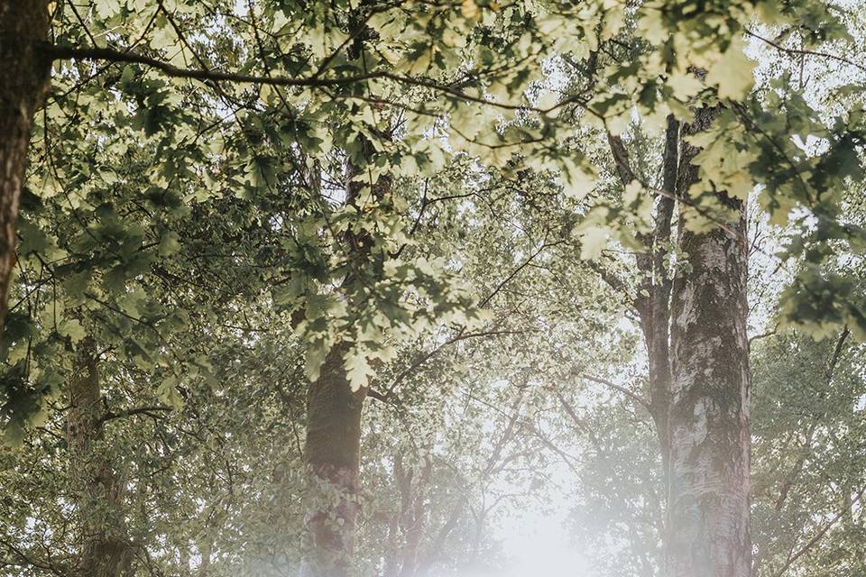 Trees