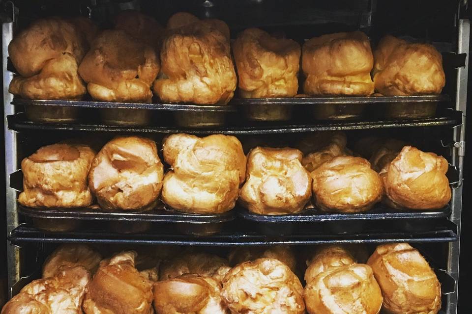 The best Yorkies ever!