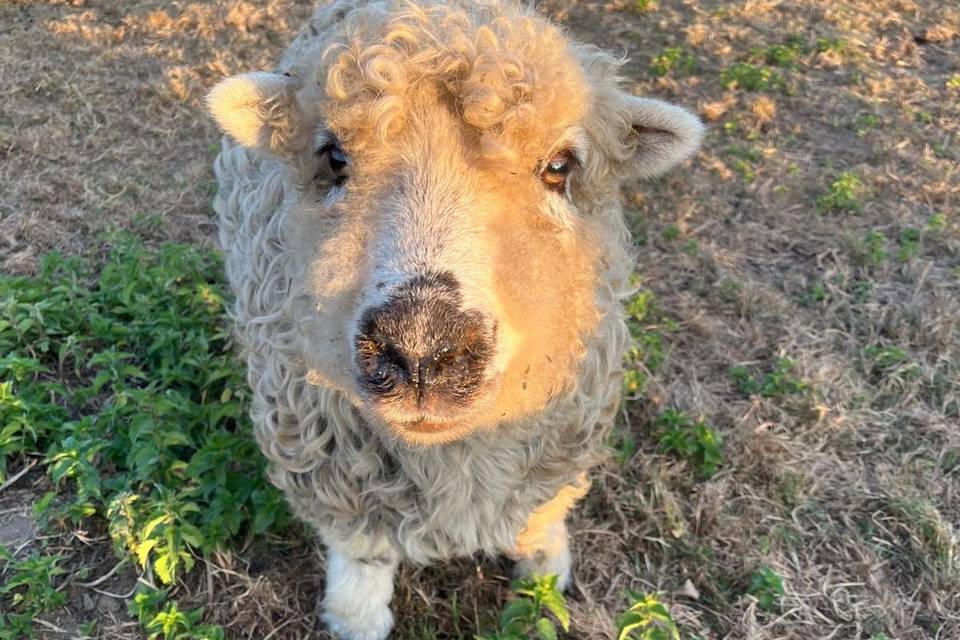 Dolly here