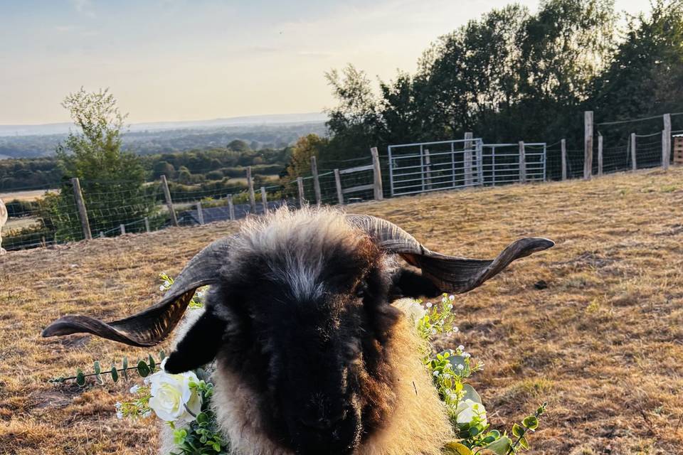 Matilda