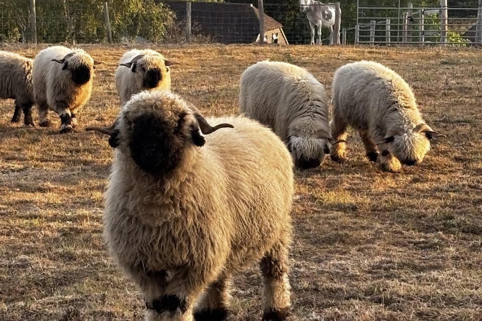Sheep