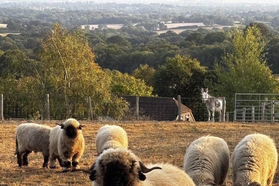 With my herd