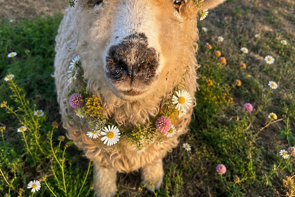 Meet Dorris