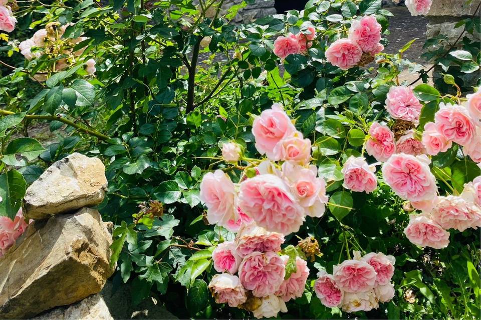 Roselline alla cappellina