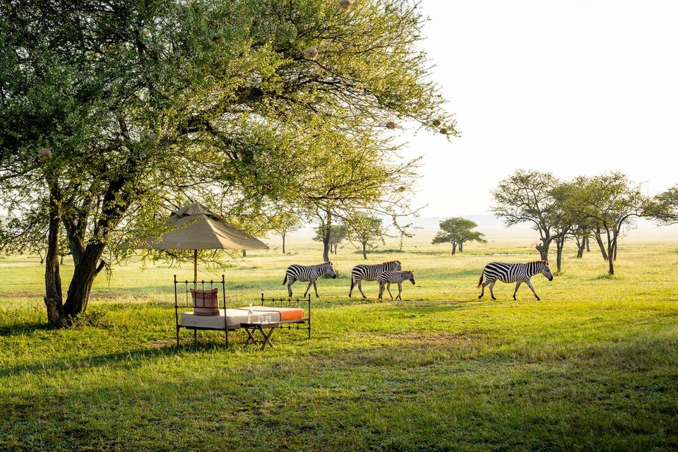 Luxury African Safari Views