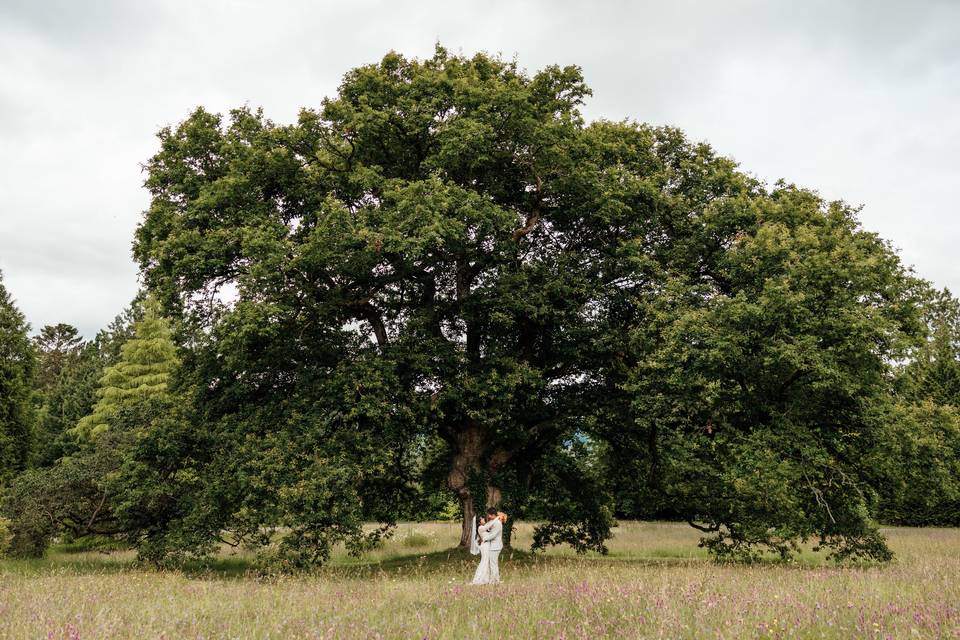 The Old Oak Tree