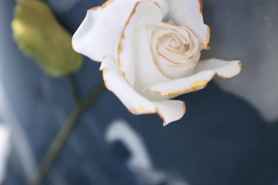 Gold and white rose