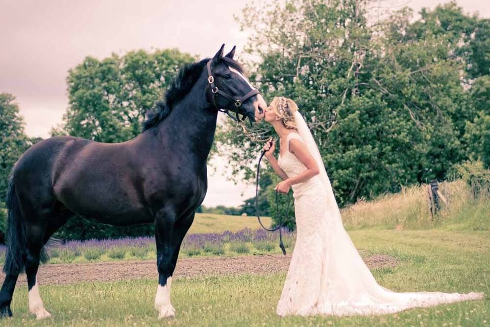 The brides horse