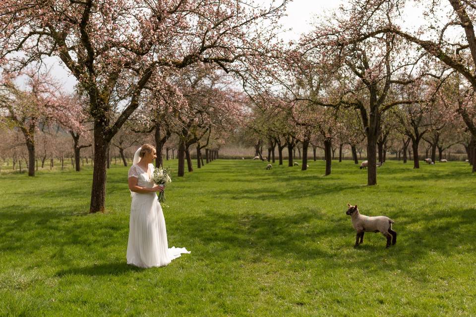 Bride in Orchards