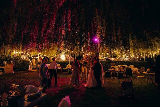 The giant Willow by Night