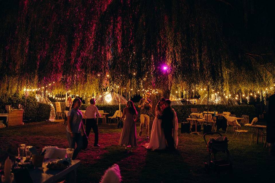 The giant Willow by Night