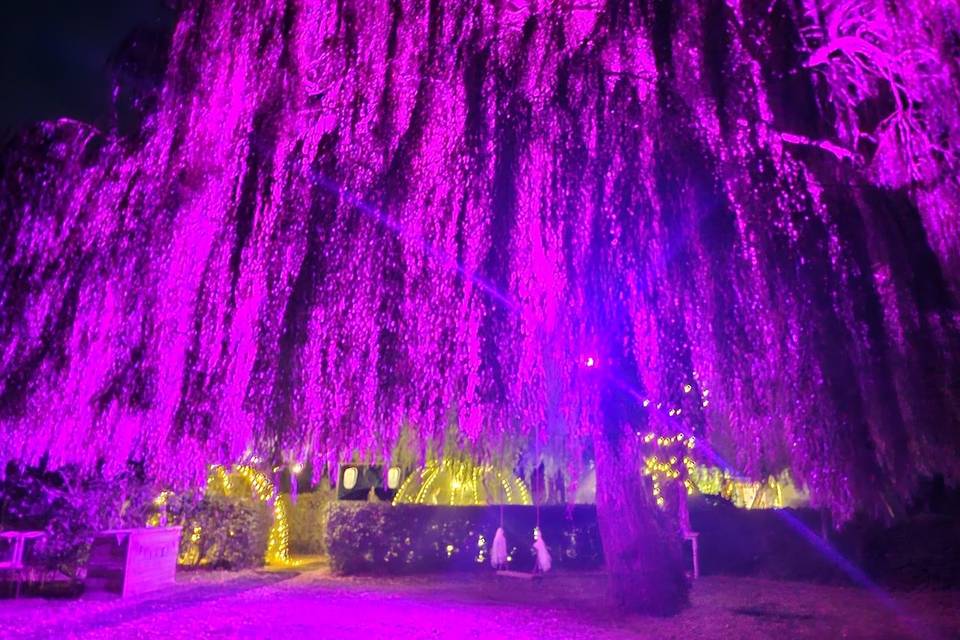 Willow Tree at night