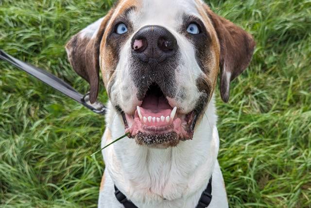 Lovable Hounds in Leicestershire Something Different hitched