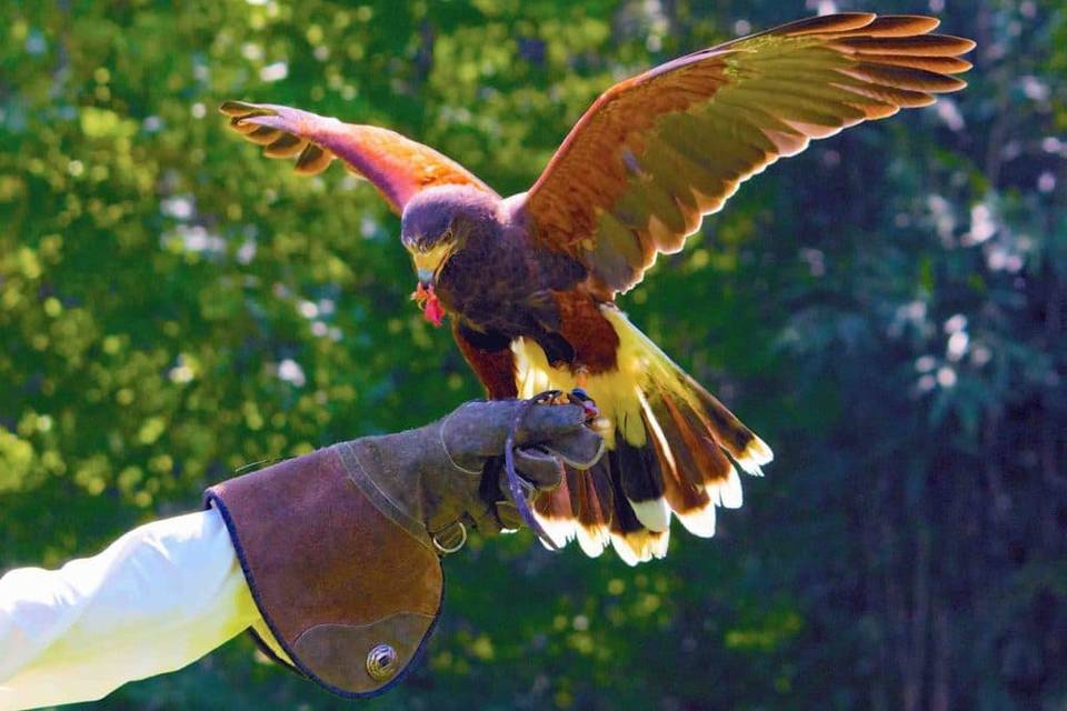 Harriett Harris hawk