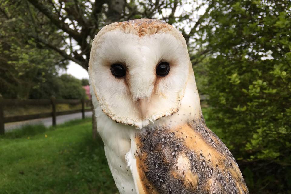 Darm the stunning barn owl