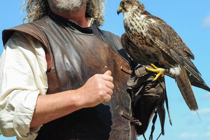 Peregrine falcon