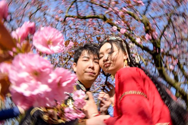 Cherry blossom blurred