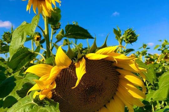 Sunflower seeds