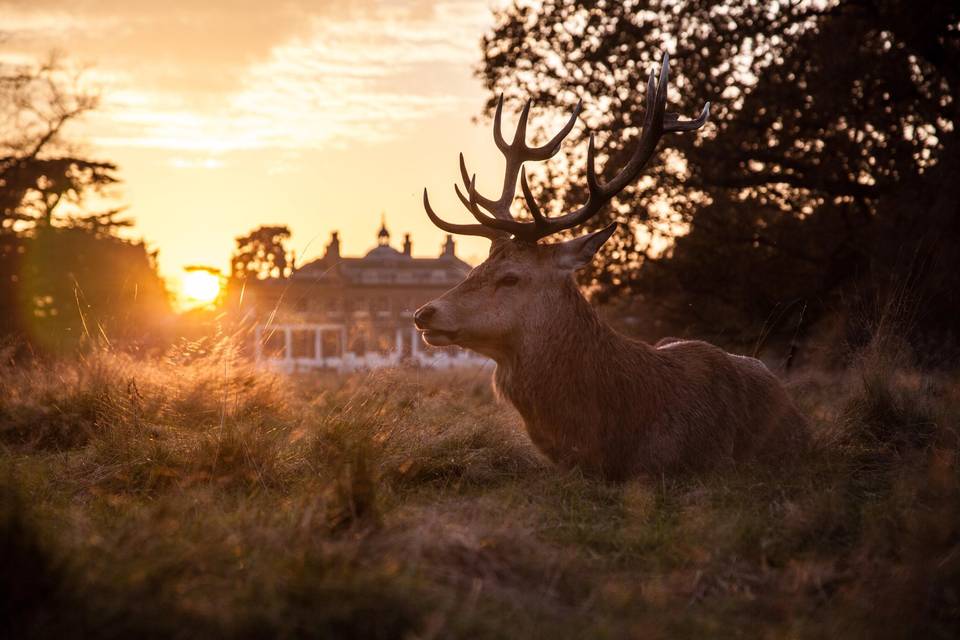 Deer in Bushy Park