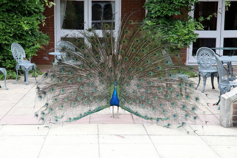 Peacock Pendley Manor