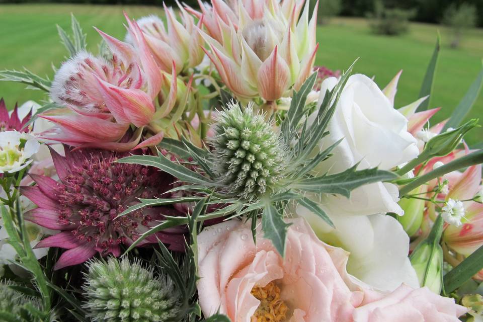 Proteas on display