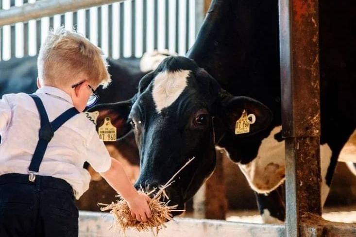 Feeding the cattle