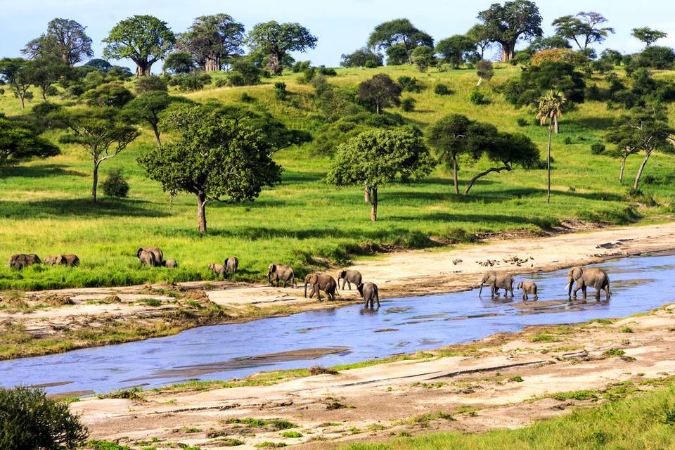 Elephants crossing