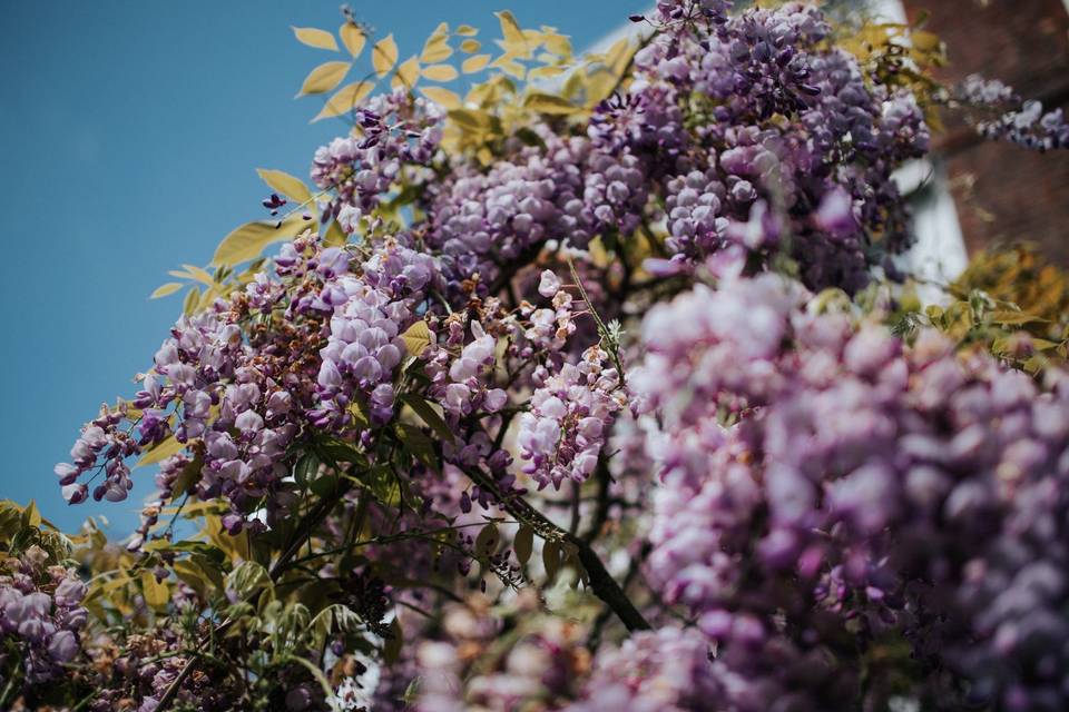 Wisteria in bloom