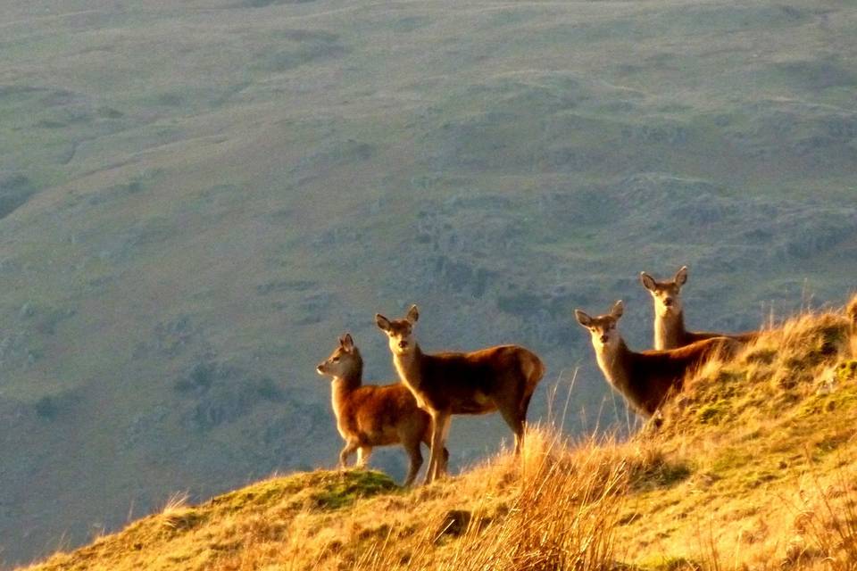 Red deer in martindale