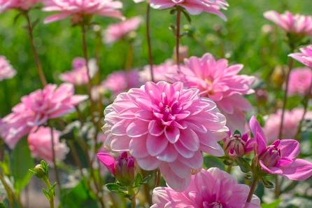 Dahlia field