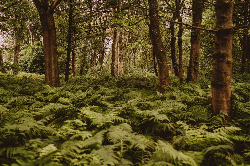 Endless summer ferns