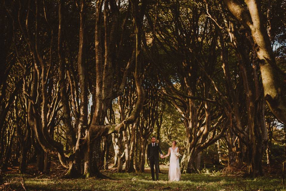 The tree cathedral