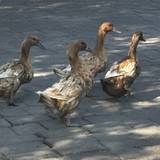 The  Ducks