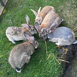 Honeys Bunnies 