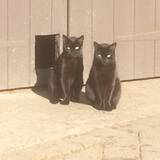 Puss n Boots  