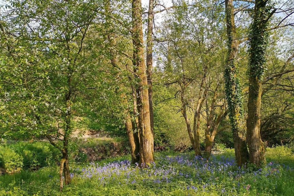 Bluebell wood