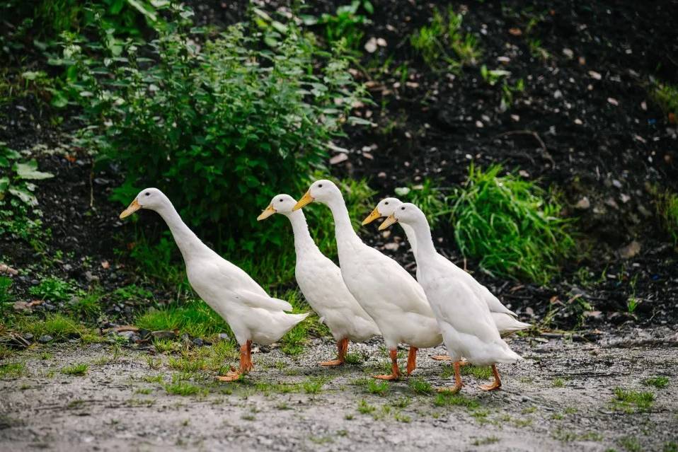 Our Indian Runner Ducks