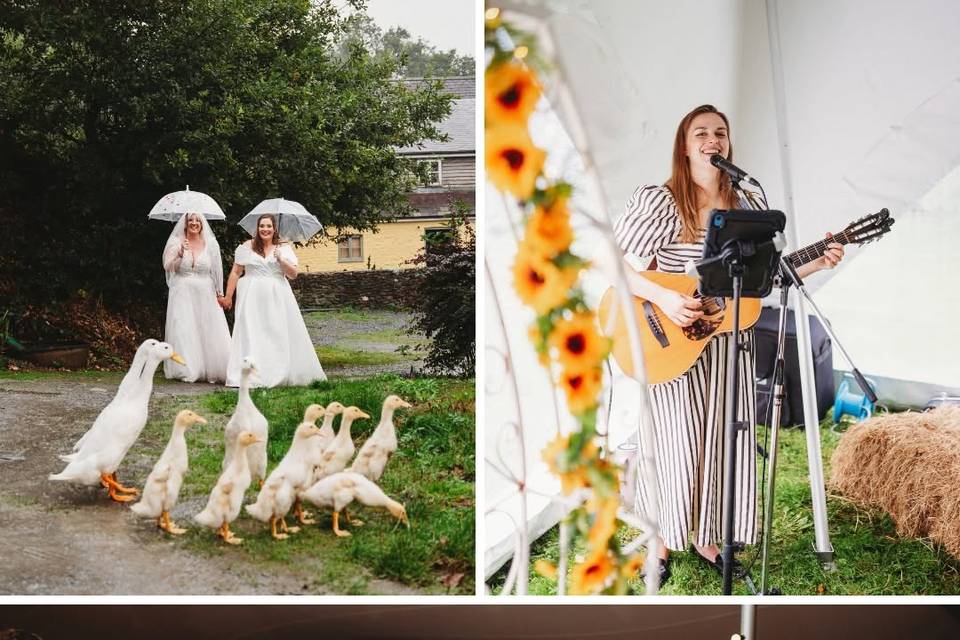 Ducks & more