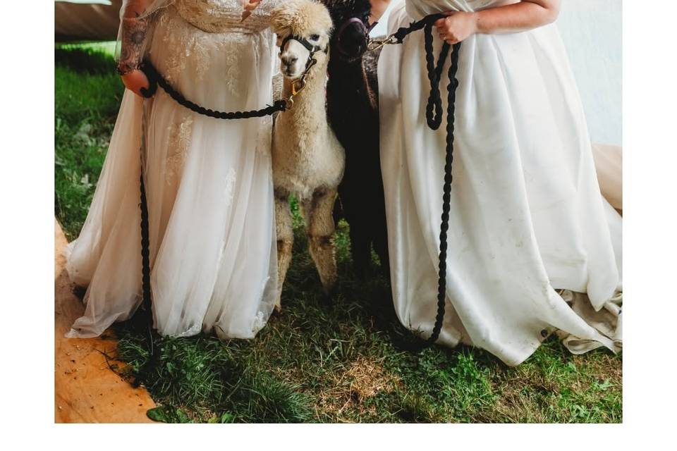 Sky & Iggle Pigal - Alpacas
