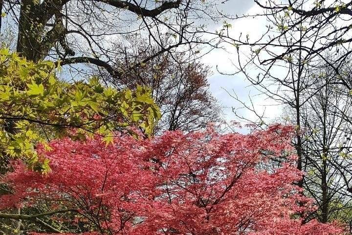 Garden House: Japanese Maple