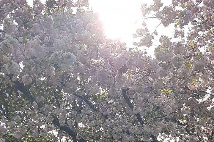 Garden House: Cherry Blossoms